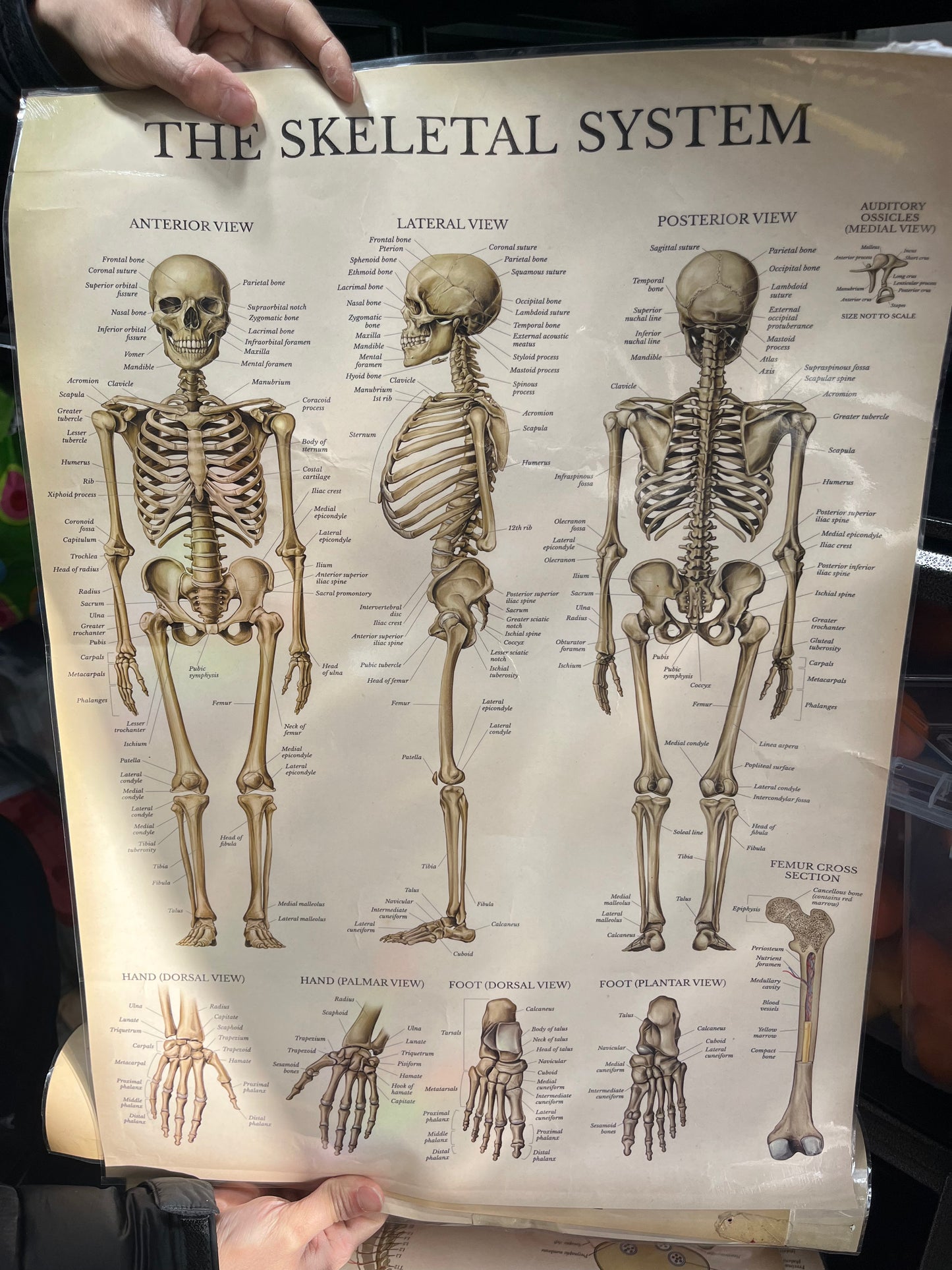 Decorative Picture For Hospital